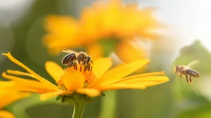 les fleurs préférées des abeilles floraison printemps été espèces plantes mellifères