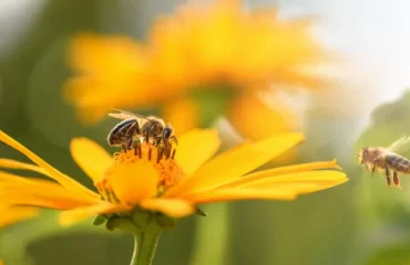 les fleurs préférées des abeilles floraison printemps été espèces plantes mellifères