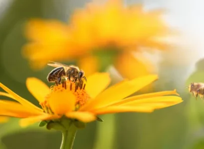 les fleurs préférées des abeilles floraison printemps été espèces plantes mellifères