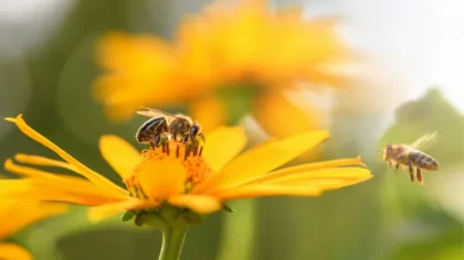 les fleurs préférées des abeilles floraison printemps été espèces plantes mellifères