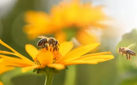 les fleurs préférées des abeilles floraison printemps été espèces plantes mellifères