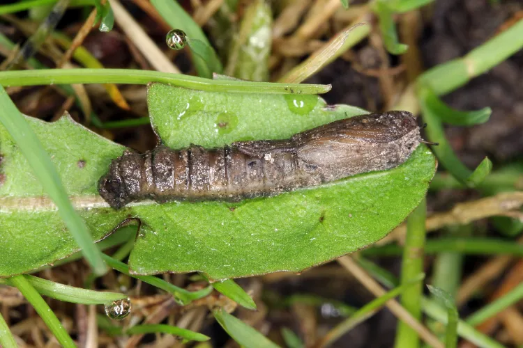 les larves et les pupes qui vivent dans la terre hanneton cétoine tipules
