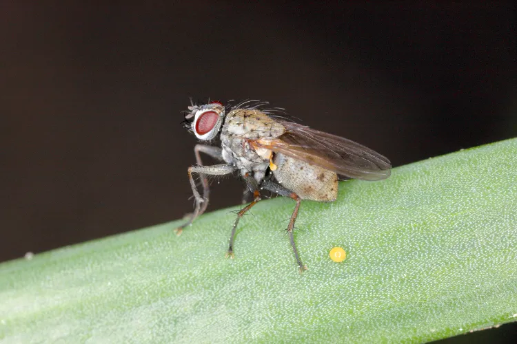 les larves et les pupes qui vivent dans la terre hanneton mouche