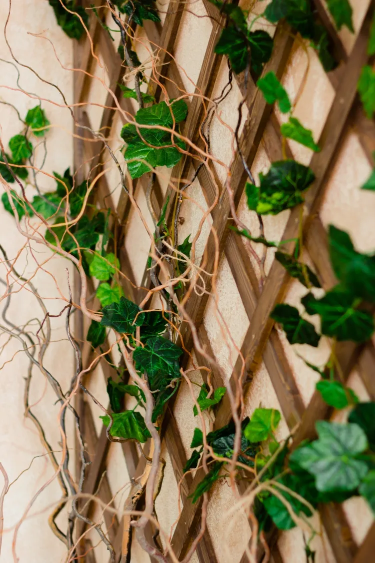 lierre plante grimpante rustique persistante jardin balcon