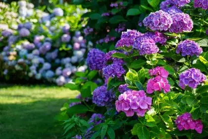 marc de café pour hortensia