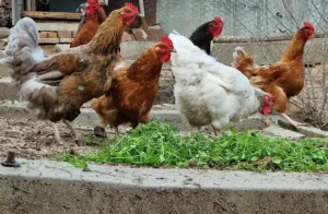 mauvaises herbes dans le poulailler