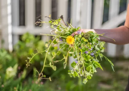 mauvaises herbes qu'il faut planter au jardin garder bénéfiques utiles david prahl shutterstock