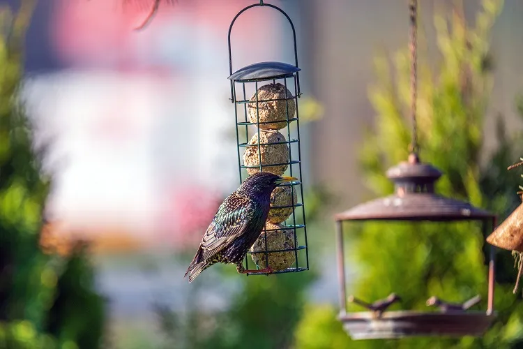 meilleures astuces pour attirer les oiseaux utiles insectivores au jardin