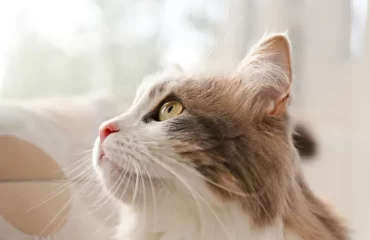 mon chat est il chauve devant ses oreilles pourquoi scientifiques ont finalement trouvé la réponse