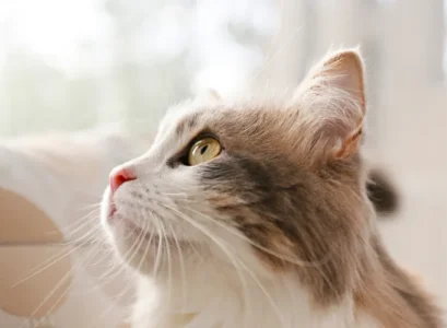 mon chat est il chauve devant ses oreilles pourquoi scientifiques ont finalement trouvé la réponse