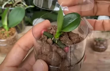 multiplier une orchidée ail