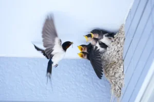 où placer un nid d'hirondelles rustiques comment ito iki shutterstock