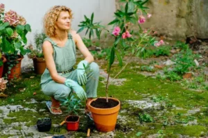 paillage pour les lauriers roses feuilles paille billes argile