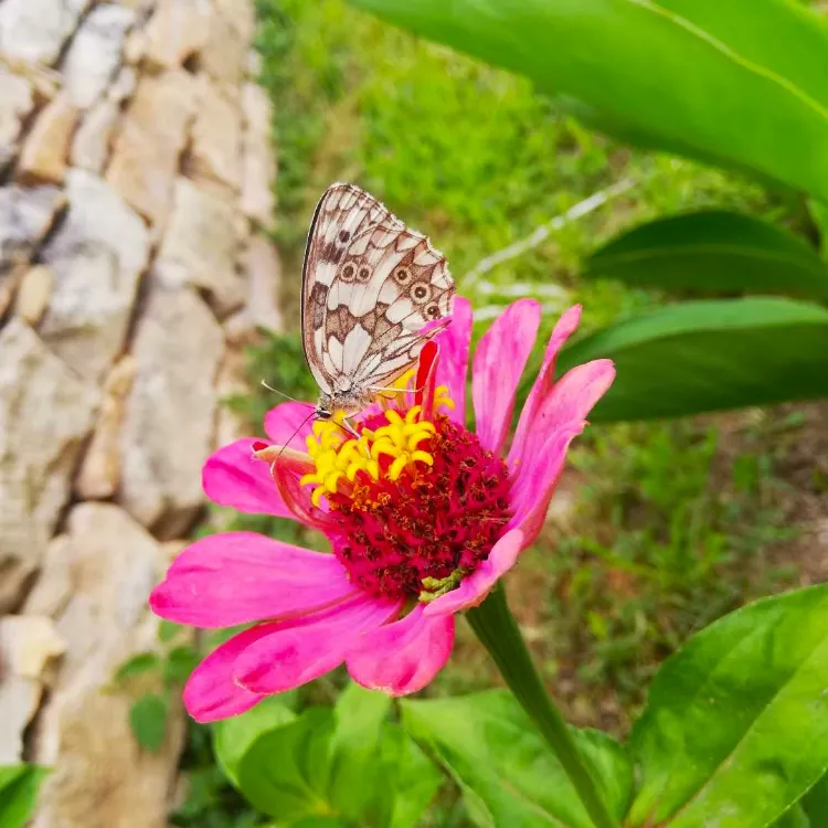 papillon sur fleur zinnia dans le jardin