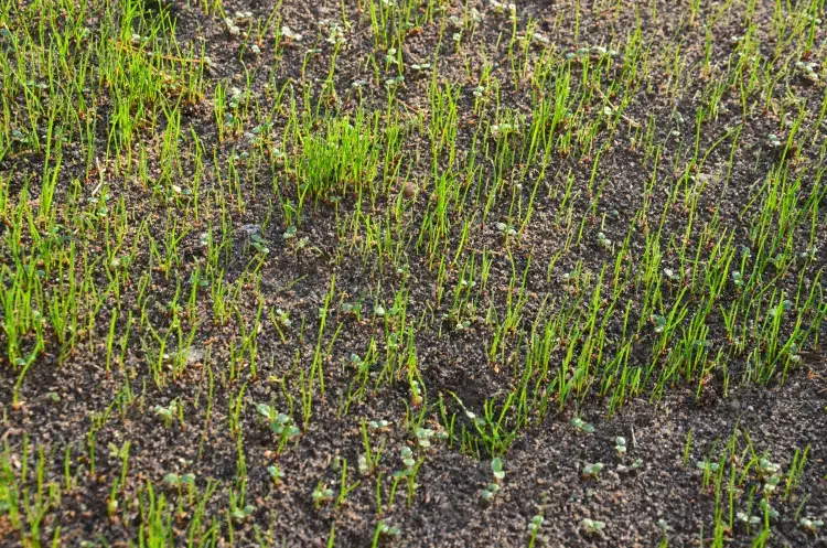 pelouse qui ne pousse pas gazon clairsemé que faire uniformement pourquoi causes 