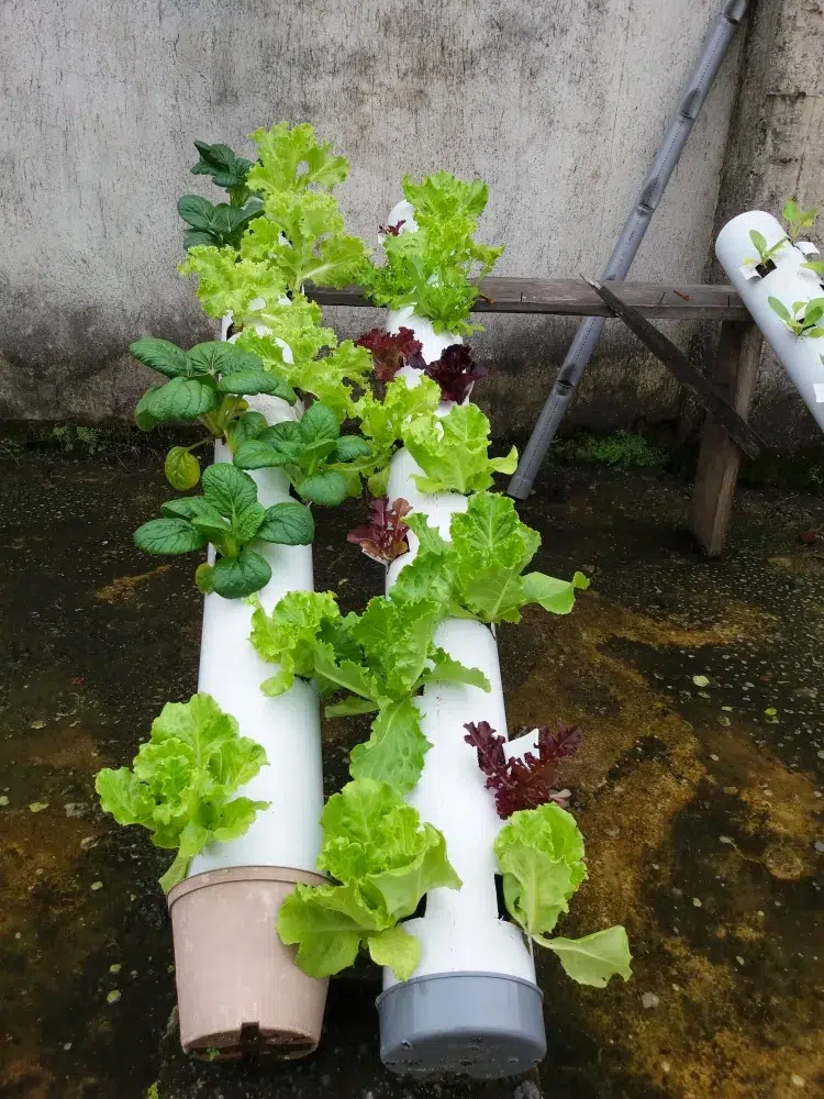 peut on réutiliser des tuyaux en pvc cultiver laitues fraises autres plantes tuyaux pvc