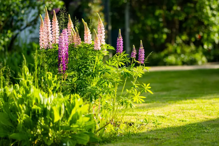 plante compagne association iris jardin lupins comment planter 