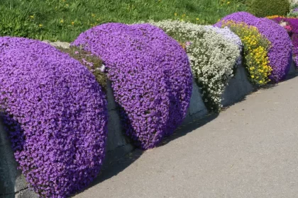 plante couvre sol anti mauvaises herbes jardin tapissante entretien facile fotofantasia shutterstock