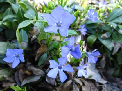 plante couvre sol fleurie pour ombre geranium brunnera