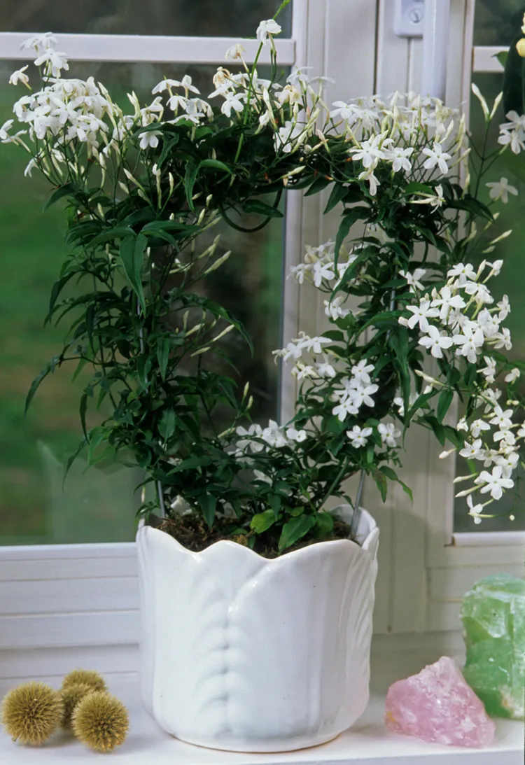 plante d'intérieur à fleurs blanches odorantes cultiver jasmin en pot
