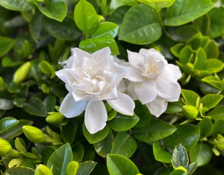 plante d'intérieur à fleurs blanches odorantes gardénia
