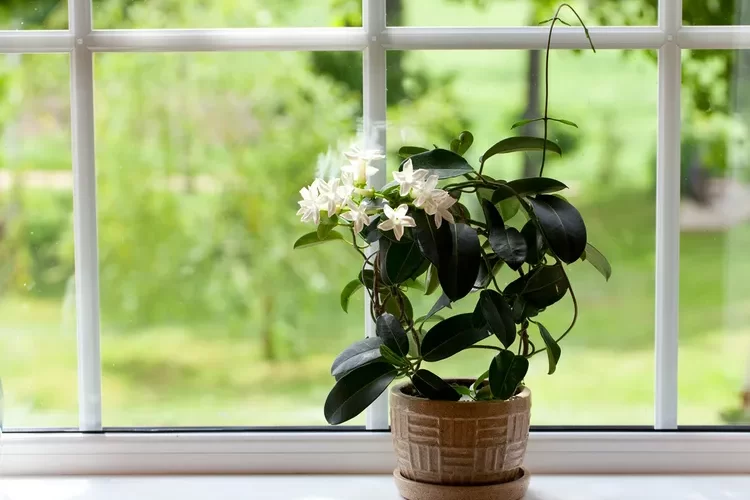 plante d'intérieur à fleurs blanches odorantes stéphanotis jasmin de madagascar