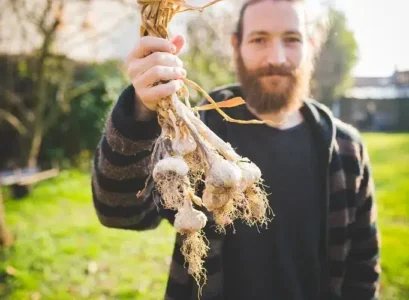 planter de l'ail au pied des arbres fruitiers