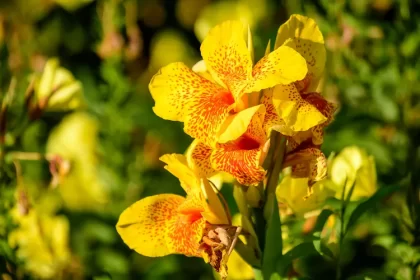 planter des bulbes de canna dans le jardin au printemps