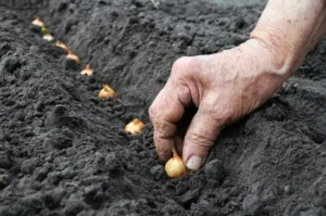 planter les oignons en mars 2024