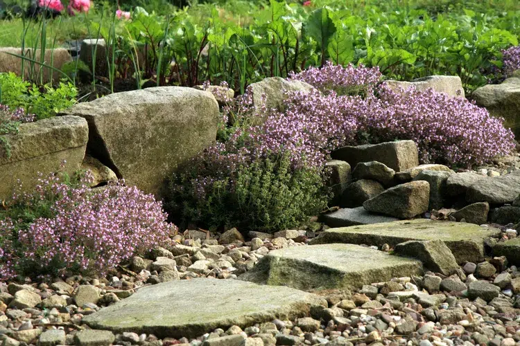 plantes aromatiques couvre sol pour rocaille thym serpolet