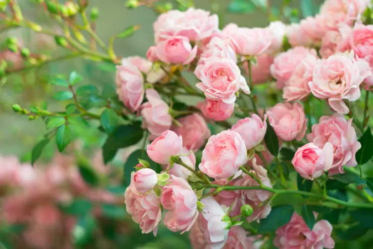 plantes compagnes laurier rose associations jardin arbuste fleuri 