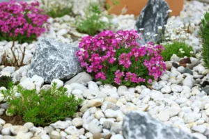 plantes de rocaille vivaces retombantes plein soleil ombre fleurs ingrid balabanova shutterstock