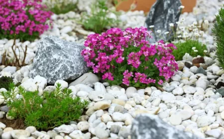 plantes de rocaille vivaces retombantes plein soleil ombre fleurs ingrid balabanova shutterstock