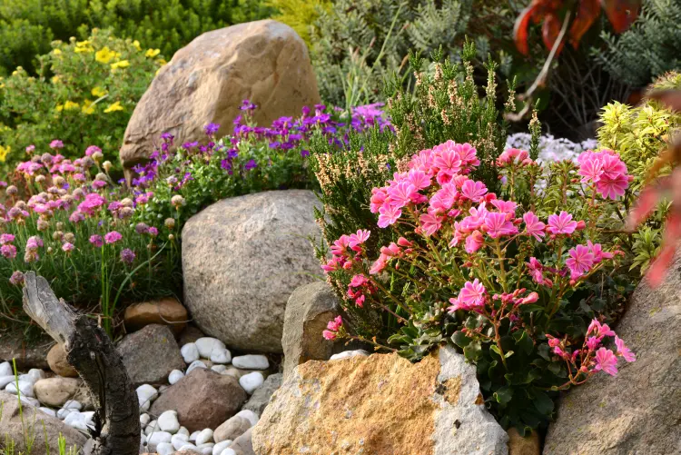 plantes de rocaille vivaces tapissantes couvre sol plein soleil ombre méditerrannenne fleurs 