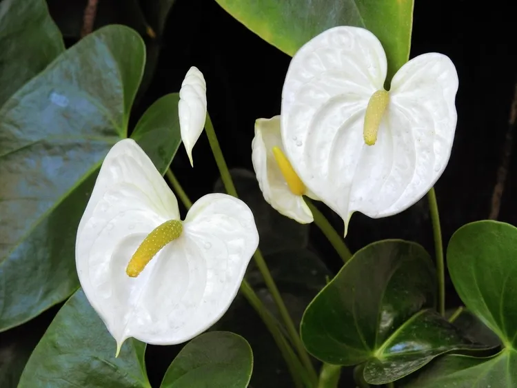 plantes d'intérieur à fleurs blanches anthurium