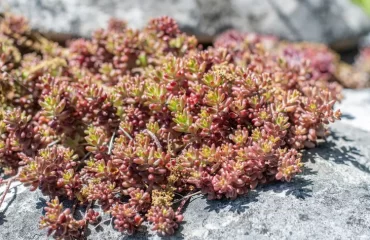 plantes grasses rocaille couvre sol sedum