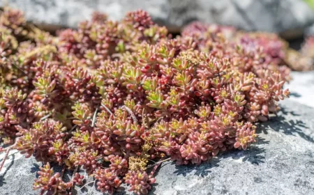 plantes grasses rocaille couvre sol sedum