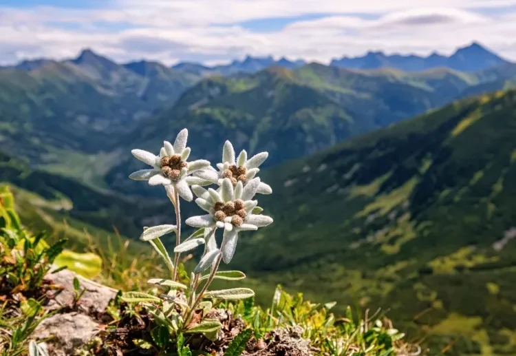 plantes interdites à la cueillette gerbe fleurs sauvages écoper amende prison ignorance