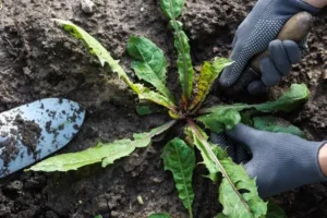 plantes mauvaises herbes indicatrices ph état sol jardin outil diagnostic
