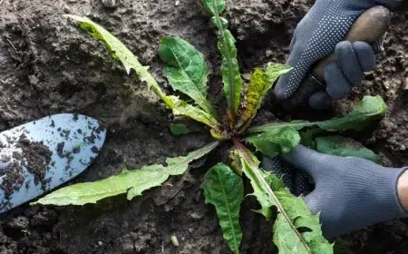 plantes mauvaises herbes indicatrices ph état sol jardin outil diagnostic