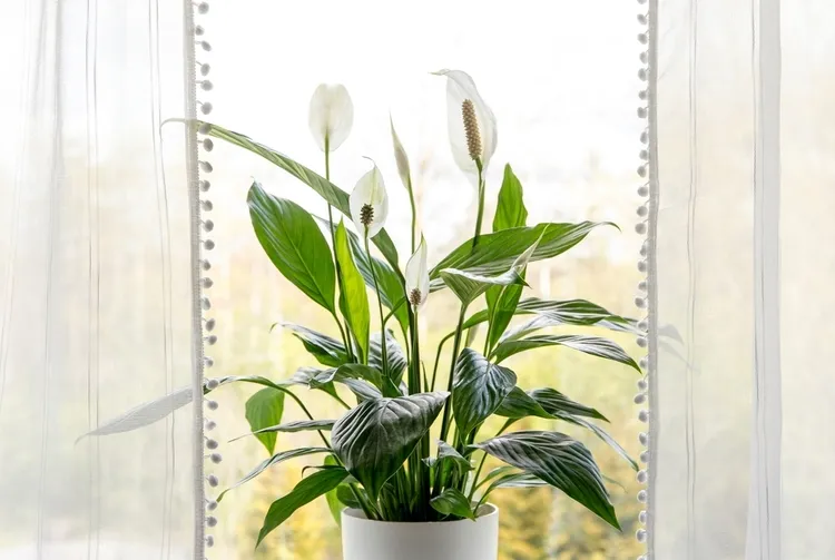 plantes vertes d'intérieur avec fleurs blanches spathiphyllum