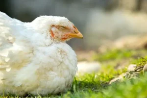 poule qui ne tient plus sur ses pattes