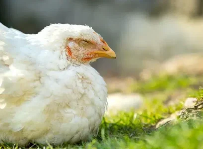 poule qui ne tient plus sur ses pattes