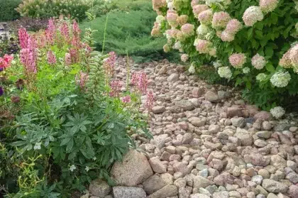 pourquoi comment mettre de l'ardoise au pied des hortensias jardin bienfaits paillis paillage