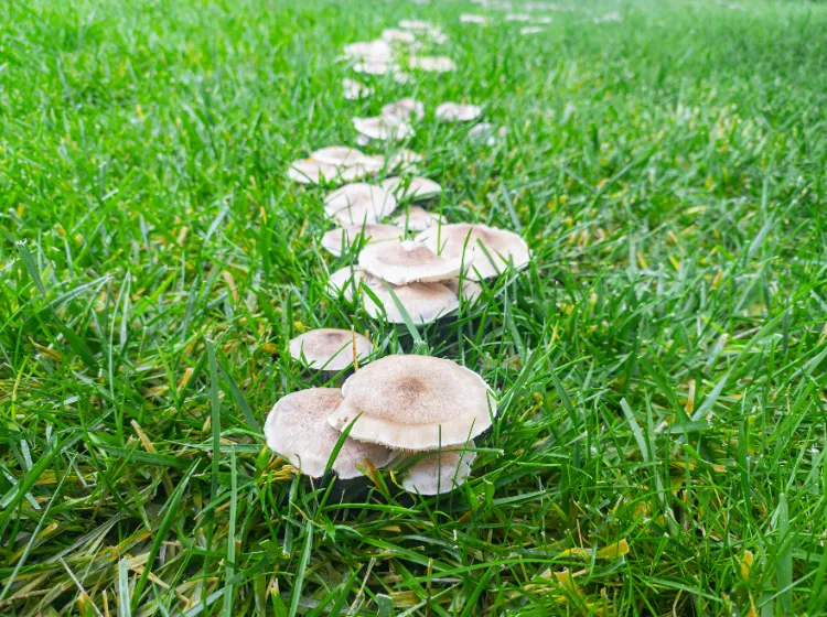 pourquoi il y a des champignons dans ma pelouse comestibles mauvais parasite saprophytes