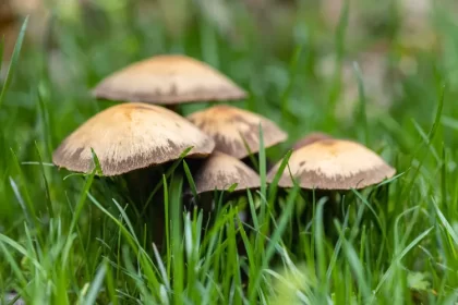 pourquoi il y a des champignons dans ma pelouse comestibles mauvais parasites