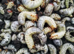 pourquoi jai des gros vers blancs dans mon compost larves cetoine hanneton