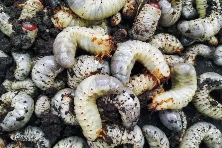 pourquoi jai des gros vers blancs dans mon compost larves cetoine hanneton