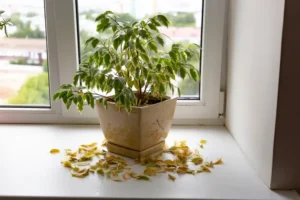 pourquoi les feuilles de mon ficus jaunissent et tombent