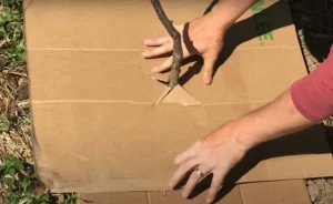pourquoi mettre du carton au pied des arbres fruitiers